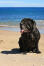 A mature neapolitan mastiff, relaxing near the beach
