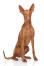 A GorGeous bitch pharaoh hound sitting neatly