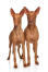 Two healthy, young pharaoh hounds waiting patiently for some attention