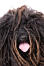 A close up of a puli's incredible dreadlock coat