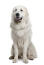 A pyrenean mountain dog with a thick, soft, white coat, panting