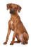 A lovely, little rhodesian ridgeback puppy sitting very tall and neatly