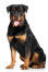 A proud looking rottweiler sitting neatly waiting for a command