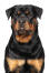 A stern adult male rottweiler awaiting commands from its owner