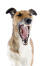 A lovely, little smooth fox terrier yawning