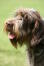 A close up of a spinone italiano's incredible scruffy beard