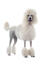 A white standard poodle standing tall, showing off it's wonderful slender body