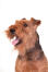 A close up of a welsh terrier's scruffy beard and floppy ears