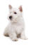 A GorGeous, little west highland terrier puppy sitting very neatly, waiting for some attention