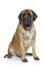 Mastiff-white-background