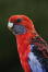 A close up of a beautiful crimson rosella's dark eyes