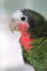 A close up of a cuban amazon's beautiful eyes and pail beak