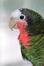 A close up of a cuban amazon's beautiful eyes and pail beak