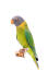 A plum headed parakeet's beautiful purple head feathers and yellow chest