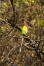 A plum headed parakeet's wonderful, red head feathers