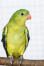 A regent parrot's beautiful, little, orange beak