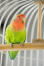 A wonderful, little rosy faced lovebird perched in a cage