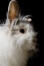 A close up of a lionhead rabbit's wonderful fluffy head