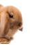 A close up of a mini lop rabbits beautiful short nose