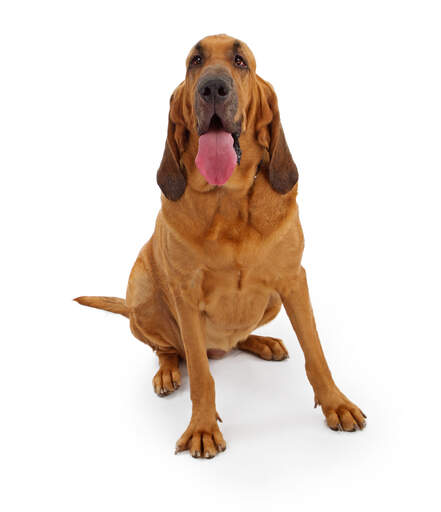 A healthy adult bloodhound with beautiful long ears