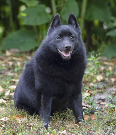 An incredible little schipperke sitting, showing off it's thick soft dark coat