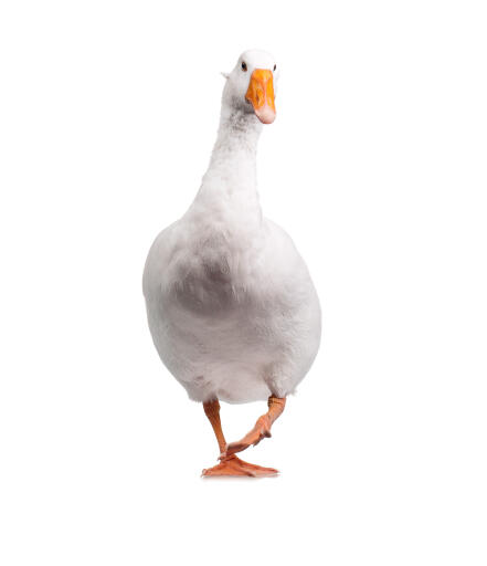 Domestic or commercial Goose against a white background