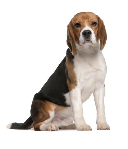 Beagle dog store