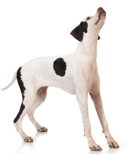 A young athletic pointer ready for a game