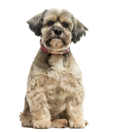 A lovely little lhasa apso with a short puppy cut and floppy ears