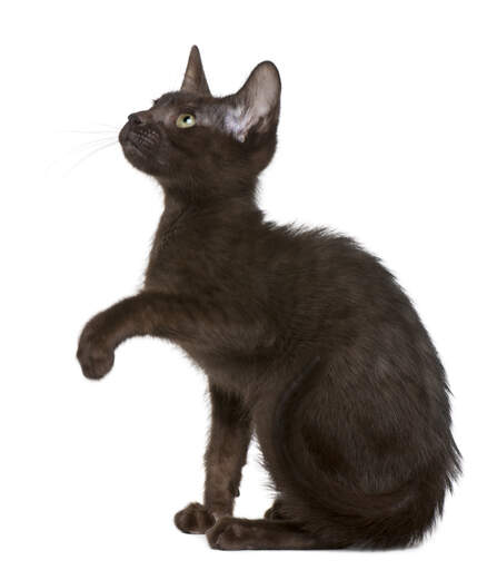 A dark havana brown kitten raising its paw