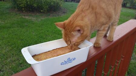 Luke checking out the fresh baked corn bread