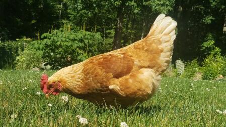 my hens love omlet usa!