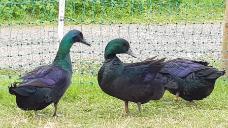 Cayuga ducks breeder J. M Williams 