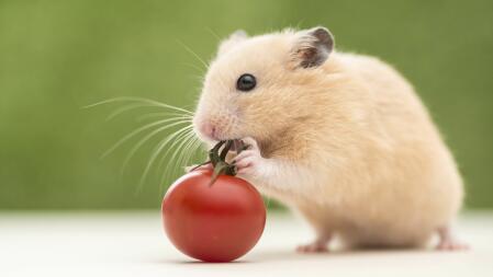 MY LOVELY HAMSTER,LOVES TOMATOES