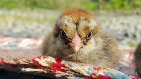 Angry chicken