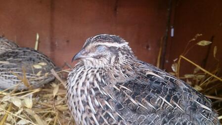 Japanese Quail