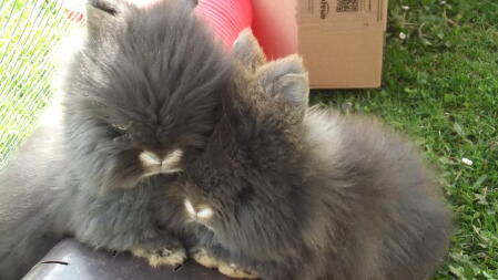 Two lionhead rabbits: Miffy & Joey