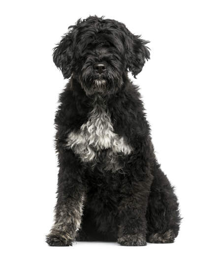 A lovely fluffy black portuguese water dog