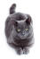 The russian blue has a GorGeous grey blue coat
