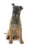 A young cheeky belgian shepherd dog (malinois) sitting down