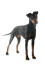 A female adult manchester terrier standing tall showing off it's beautiful, slender body
