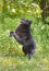 A healthy schipperke playing outside in the grass