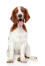 A healthy, young welsh springer spaniel sitting neatly, waiting for some attention
