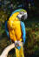 A blue and yellow macaw's wonderful, yellow chest