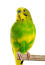 A budgerigar's beautiful green and yellow chest