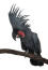 A palm cockatoo's wonderful black beak