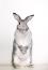 Giant chinchilla rabbit stonding on its hind legs