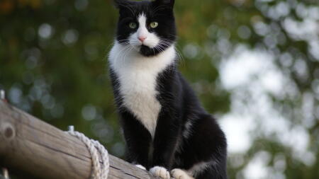 A cat standing on a long pole.