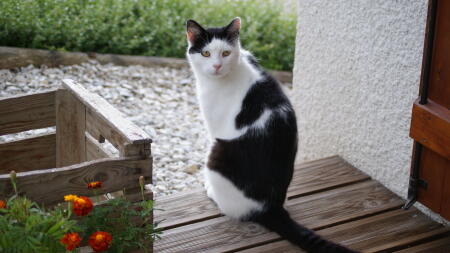 Cat in garden