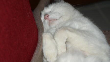 A cat curled up on the sofa.